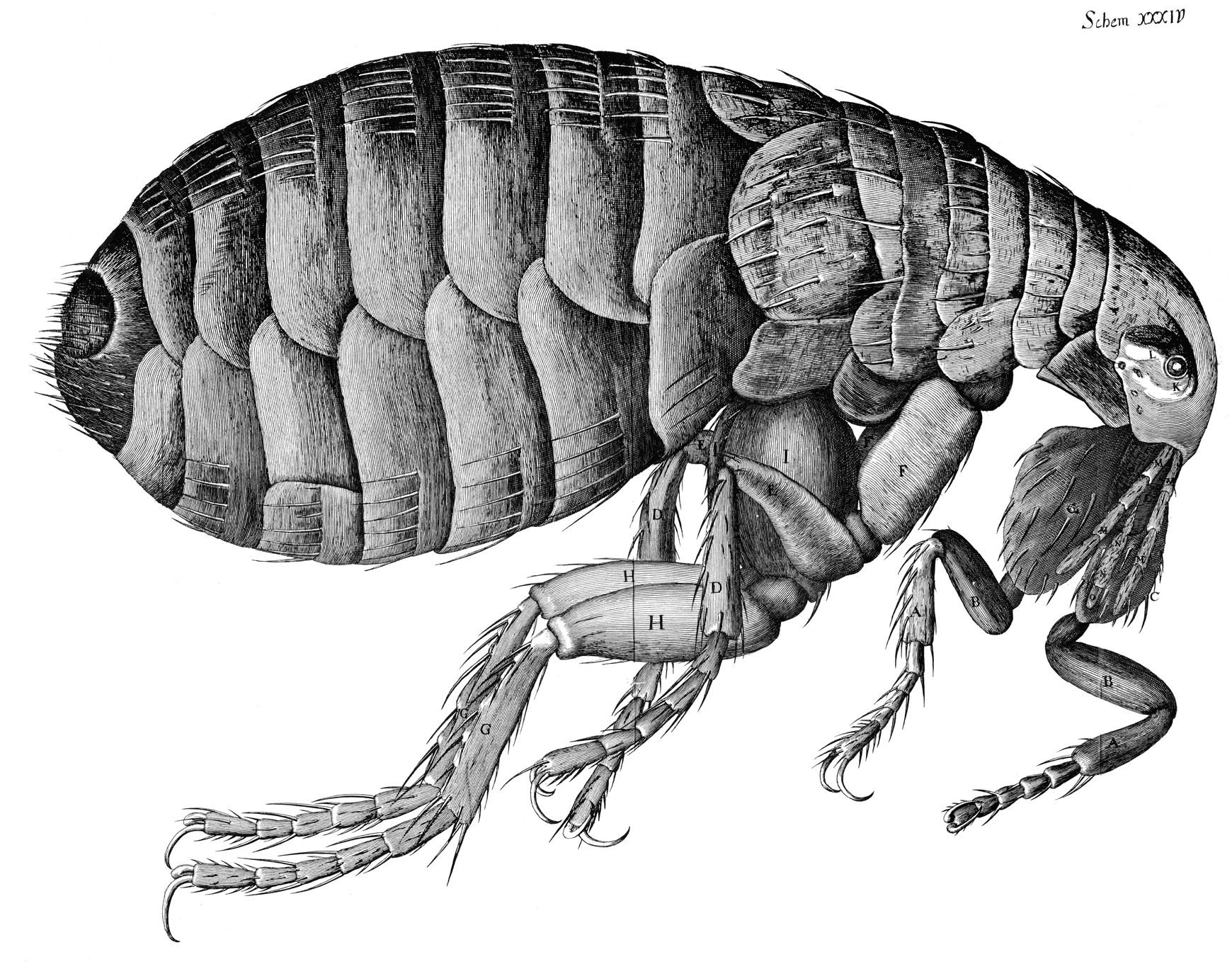 Hooke (1665), Micrographia