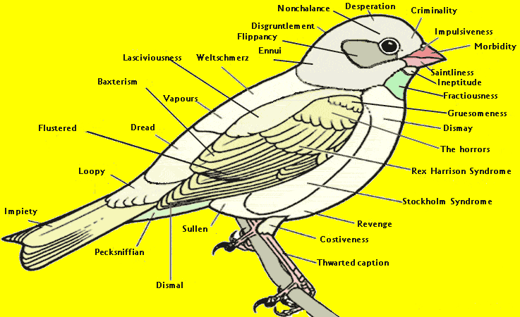 bird_diagram_a