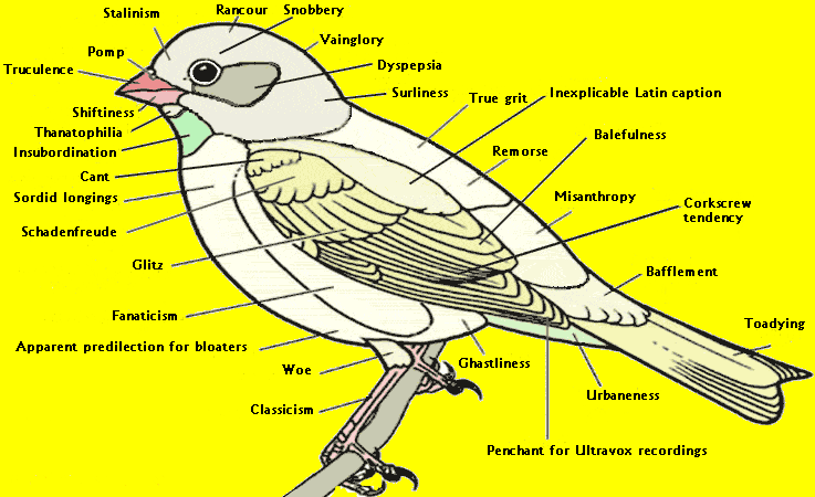 bird_diagram_b