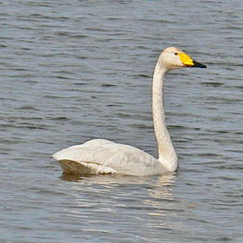 whooper-swan-poland-2008