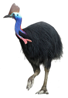 cassowary-bird