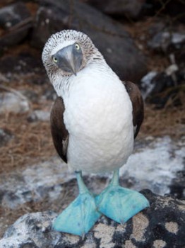 blue-footed-booby-262x350