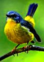 Bird 194 Eastern Yellow Robin