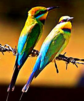 Bird 211 Rainbow Bee Eaters (1)